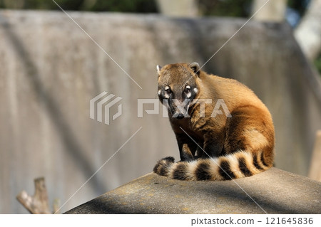 紅色浣熊坐著看著相機 121645836