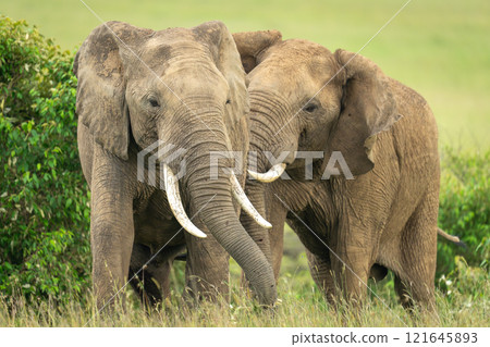 Two African elephants standing by bushes together 121645893