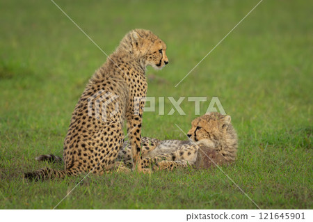 Two cheetah cubs lie and sit together 121645901