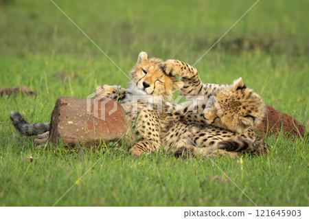 Two cheetah cubs lie playing by rock 121645903