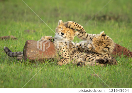 Two cheetah cubs lie playing by rocks Two cheetah cubs lie playing by rocks 121645904