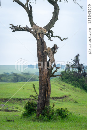 Two cheetah cubs looking down from tree Two cheetah cubs looking down from tree 121645909