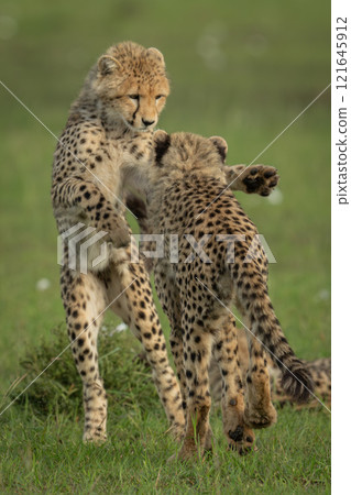 Two cheetah cubs play fight by bush 121645912