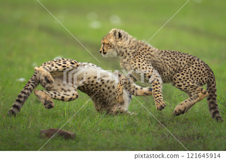 Two cheetah cubs play fight on grassland Two cheetah cubs play fight on grassland 121645914