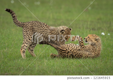 Two cheetah cubs play fight on savannah Two cheetah cubs play fight on savannah 121645915