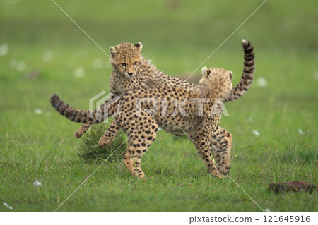 Two cheetah cubs play fighting on savannah Two cheetah cubs play fighting on savannah 121645916