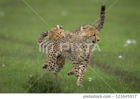 Two cheetah cubs play on short grass Two cheetah cubs play on short grass 121645917