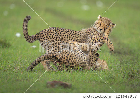 Two cheetah cubs play together in grass Two cheetah cubs play together in grass 121645918