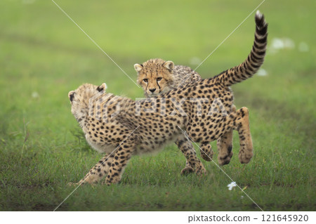 Two cheetah cubs playing on short grass 121645920