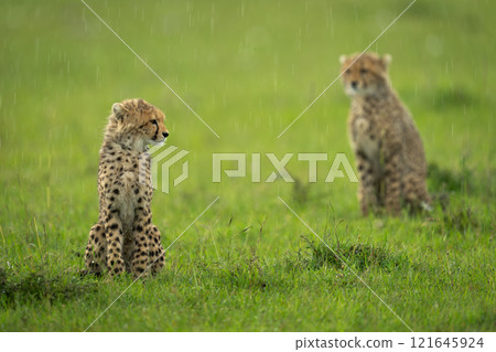 Two cheetah cubs sit in heavy rain 121645924
