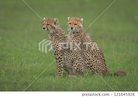 Two cheetah cubs sit side-by-side on grass Two cheetah cubs sit side-by-side on grass 121645926