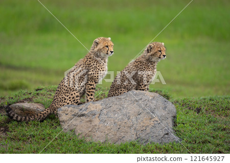Two cheetah cubs sit together behind rock Two cheetah cubs sit together behind rock 121645927