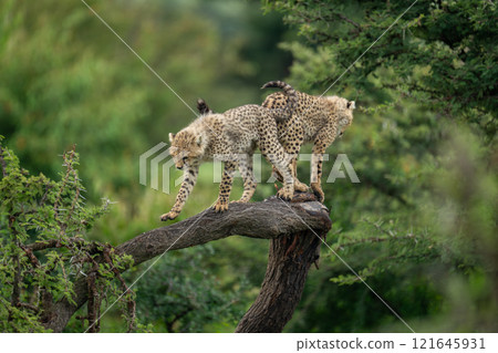 Two cheetah cubs stand on twisted tree 121645931