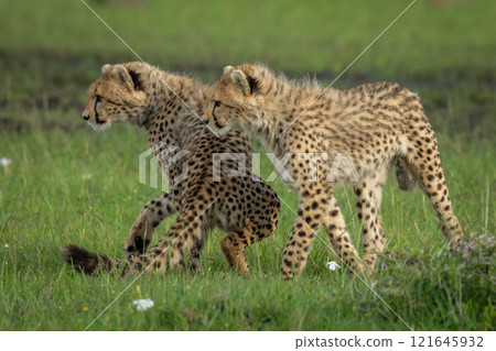 Two cheetah cubs stand turning to stare Two cheetah cubs stand turning to stare 121645932