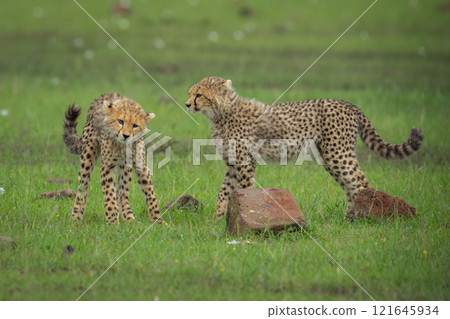 Two cheetah cubs standing on short grass Two cheetah cubs standing on short grass 121645934