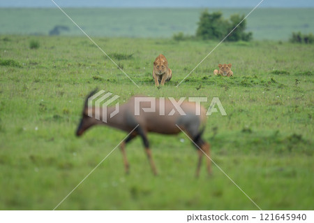 Two lionesses lie stalking topi in savannah Two lionesses lie stalking topi in savannah 121645940