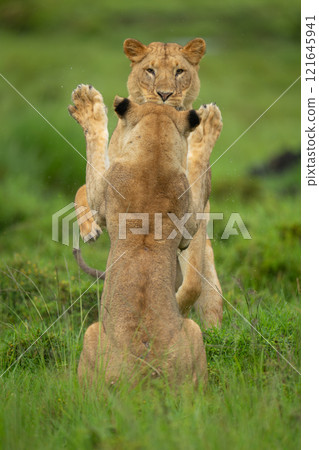 Two lionesses play pat-a-cake on hind legs 121645941