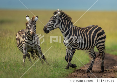 Two plains zebras frolic on grassy plain 121645945