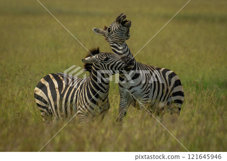 Two plains zebras play fight in grass 121645946