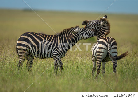 Two plains zebras stand biting each other 121645947