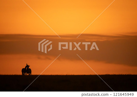Two plains zebras wrestle on sunset horizon 121645949