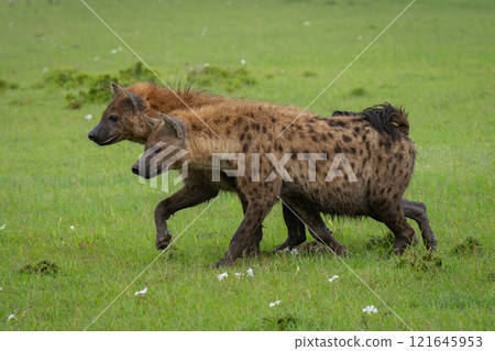 Two spotted hyenas walk across grass together 121645953