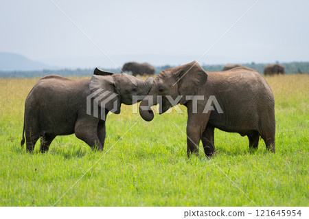 Two young African bush elephants stand playing 121645954