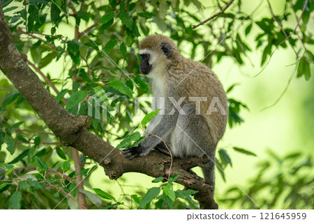 Vervet monkey sits on branch in profile Vervet monkey sits on branch in profile 121645959