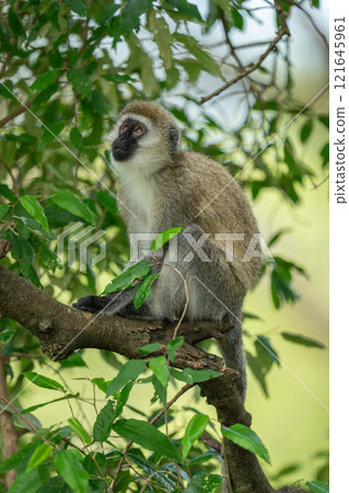 Vervet monkey sits on branch staring up Vervet monkey sits on branch staring up 121645961