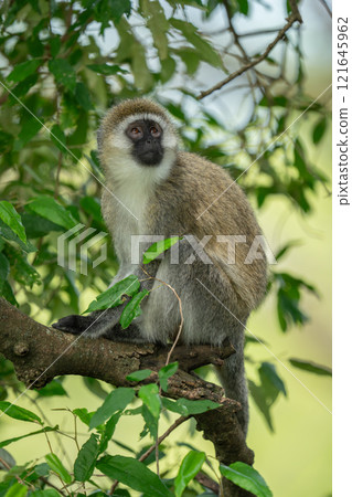 Vervet monkey sits on branch staring upwards 121645962