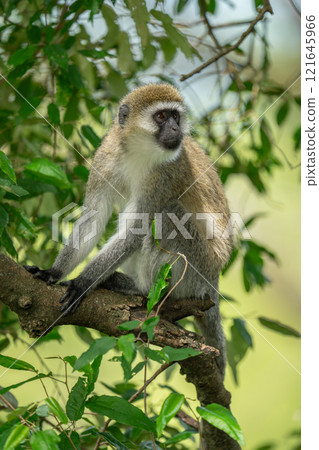 Vervet monkey sits turning head on branch 121645966
