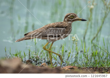 Water thick-knee lifts foot walking along riverbank 121645967