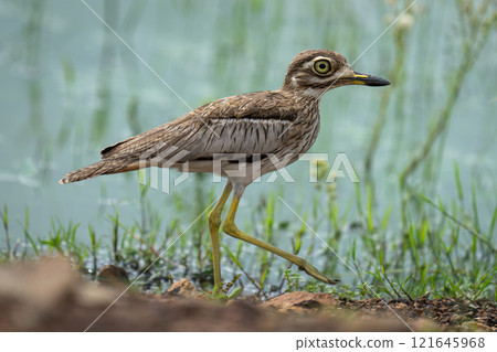 Water thick-knee raises foot walking along riverbank Water thick-knee raises foot walking along riverbank 121645968