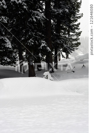 Yellowstone Winter Snow Yellowstone Winter Snow 121646080