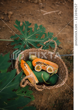 Fresh papayas and green fruits in a woven basket on the ground surrounded by leaves 121646257
