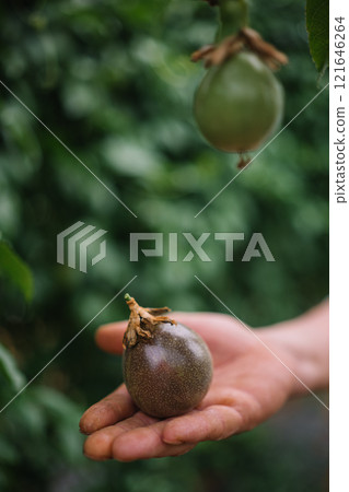 Freshly harvested passion fruit being held in a hand among lush green foliage 121646264