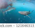 Many Whale sharks underwater in deep blue ocean 121646313