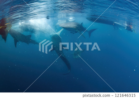Many Whale sharks underwater in deep blue ocean 121646315