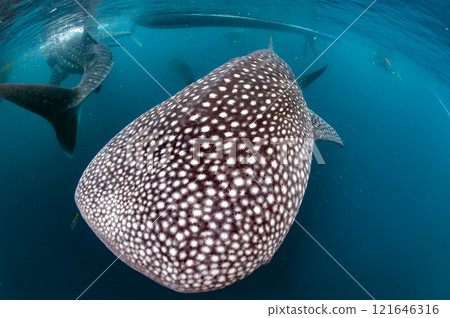 Whale shark underwater in deep blue ocean 121646316
