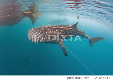 Whale shark underwater in deep blue ocean 121646317