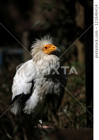 美麗的側身埃及禿鷹 121646414