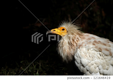 埃及禿鷹抬頭的側面特寫 121646419