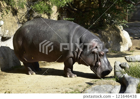 Hippopotamus 121646438