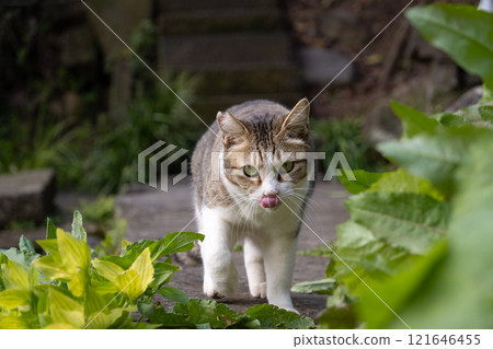 A stray cat with a brown tabby pattern walking towards me near the pond in a natural park with its tongue sticking out A stray cat with a brown tabby pattern walking towards me near the pond in a natural park with its tongue sticking out 121646455