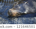 A nap of a sea lion 121646501