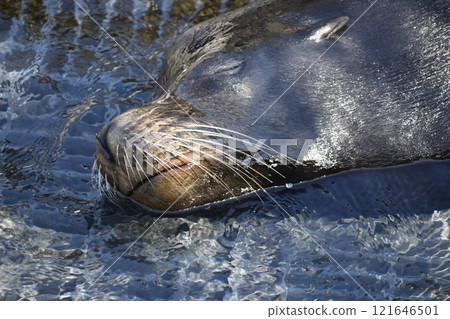 A nap of a sea lion 121646501