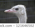 Ostrich Eyes 121646502