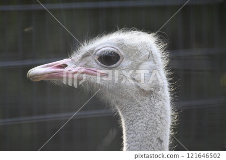Ostrich Eyes 121646502
