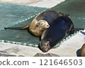 A nap of a seal 121646503