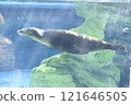 Sea lion swimming 121646505